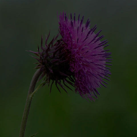 Nodding Thistle
