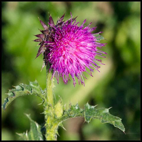 Nodding Thistle