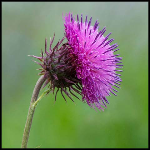 Nodding Thistle
