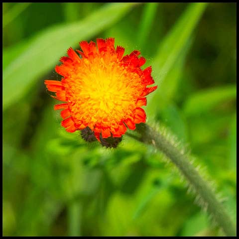 Orange Hawkweed