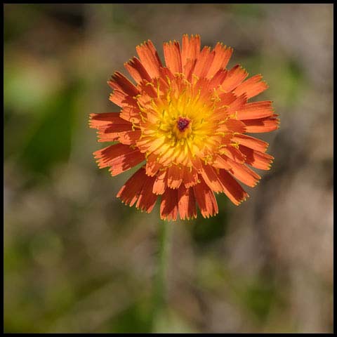 Orange Hawkweed