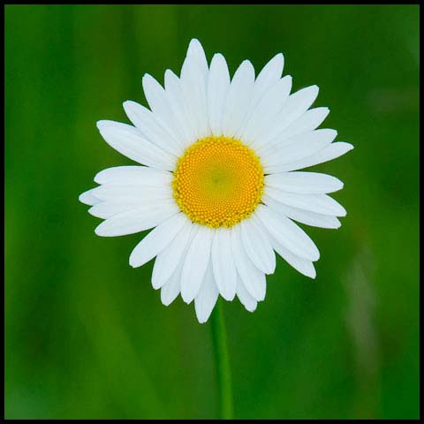 Oxeye Daisy