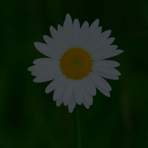 Oxeye Daisy