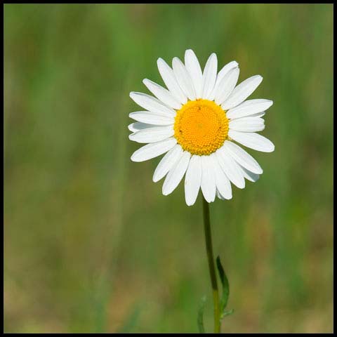 Oxeye Daisy