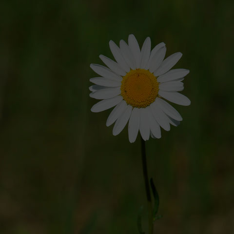 Oxeye Daisy