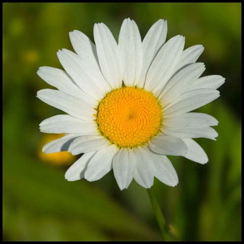 Oxeye Daisy