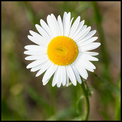 Oxeye Daisy