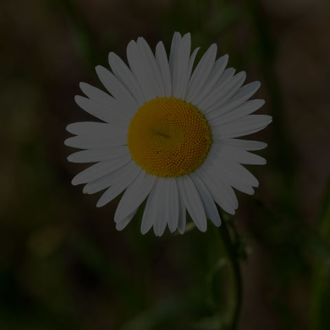 Oxeye Daisy