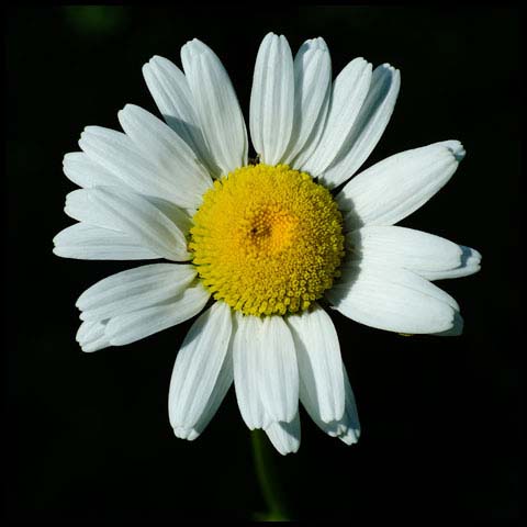 Oxeye Daisy