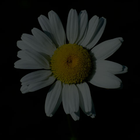 Oxeye Daisy