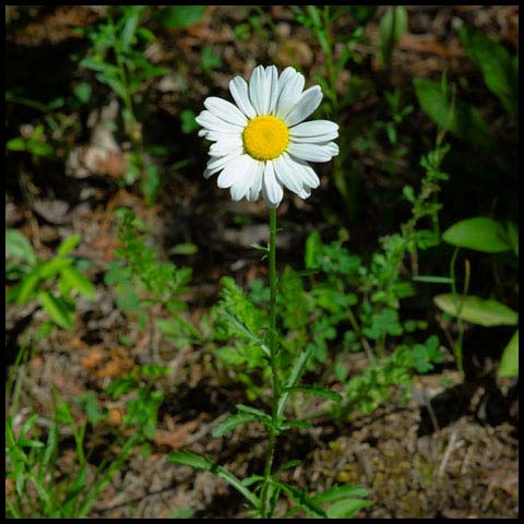 Oxeye Daisy