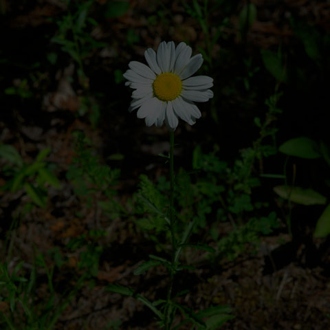 Oxeye Daisy