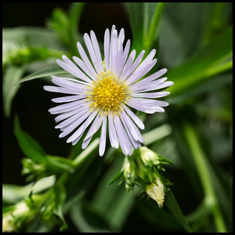 Panicled Aster