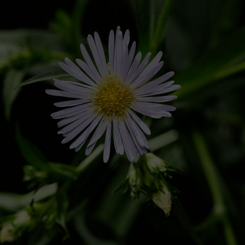 Panicled Aster