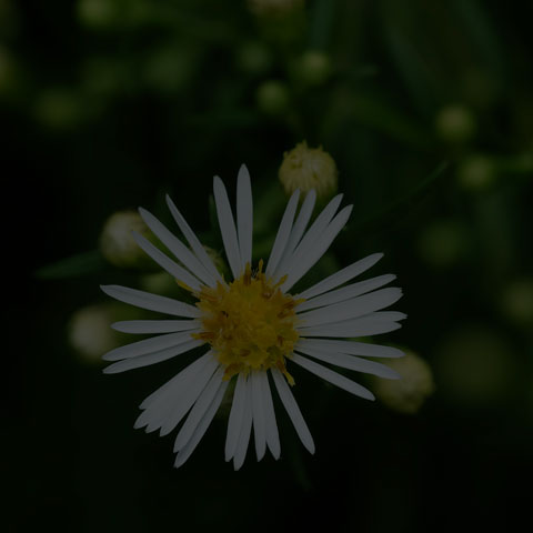 Panicled Aster