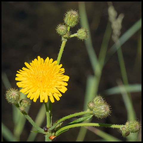 Perennial Sow Thistle