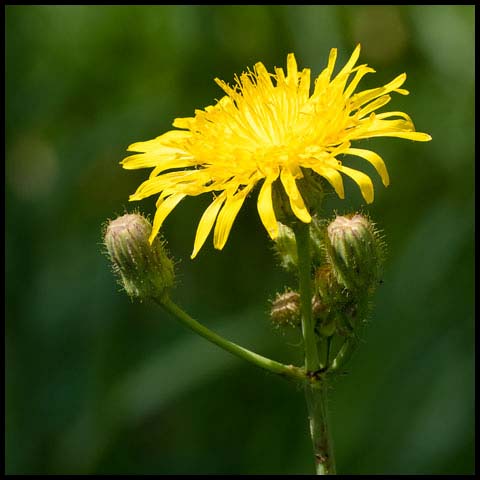 Perennial Sow Thistle
