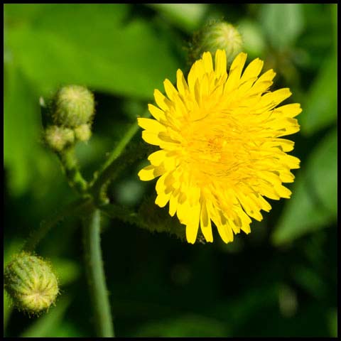 Perennial Sow Thistle