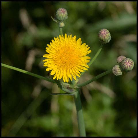 Perennial Sow Thistle