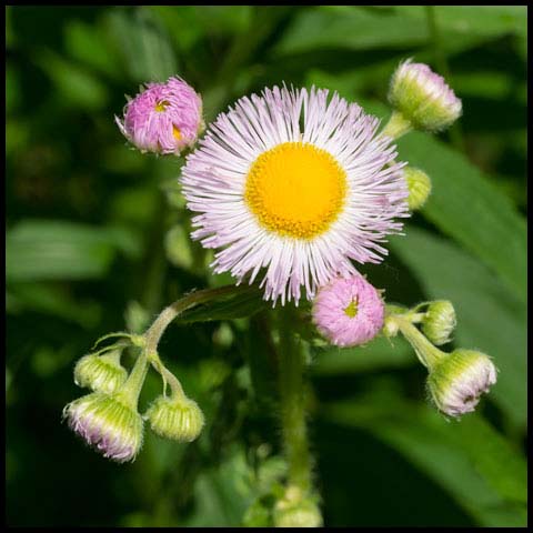 Philadelphia Fleabane
