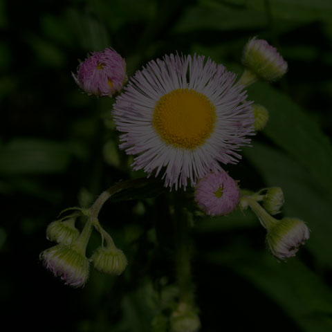 Philadelphia Fleabane