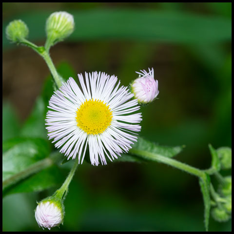 Philadelphia Fleabane