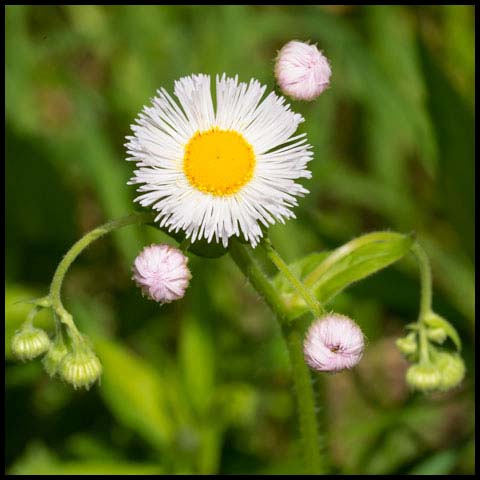 Philadelphia Fleabane