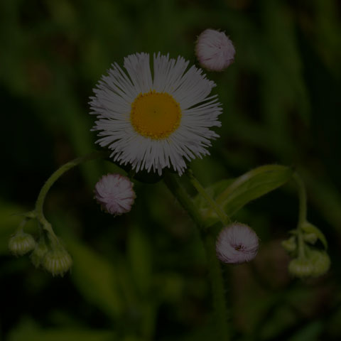 Philadelphia Fleabane