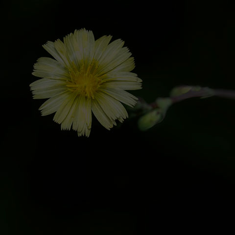 Prickly Lettuce