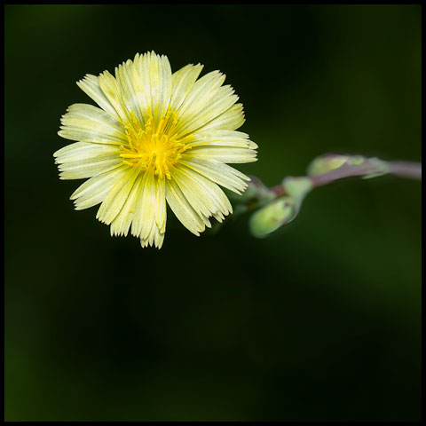Prickly Lettuce