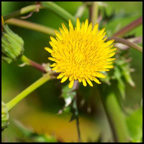 Prickly Sowthistle