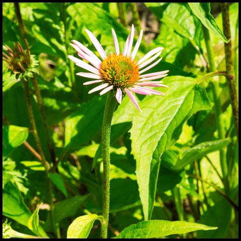 Purple Coneflower