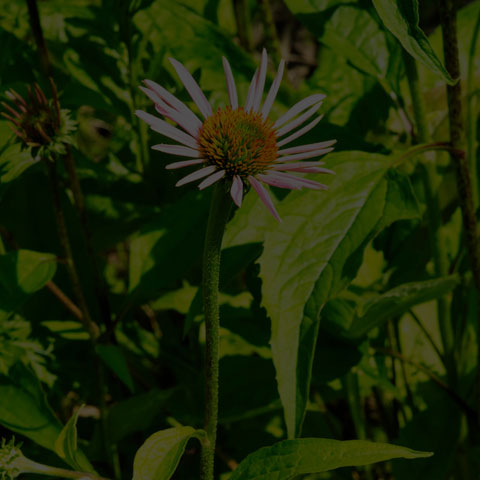 Purple Coneflower