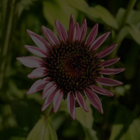 Purple Coneflower