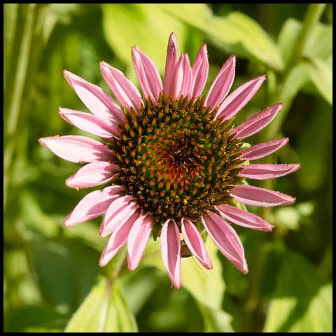 Purple Coneflower