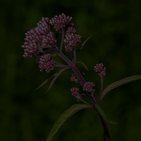 Spotted Joe-pye Weed