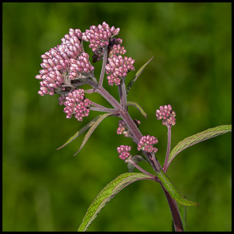 Spotted Joe-pye Weed