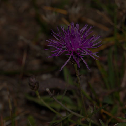 Spotted Knapweed