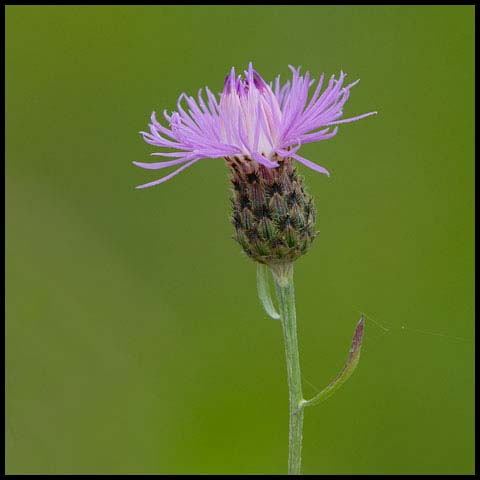 Spotted Knapweed