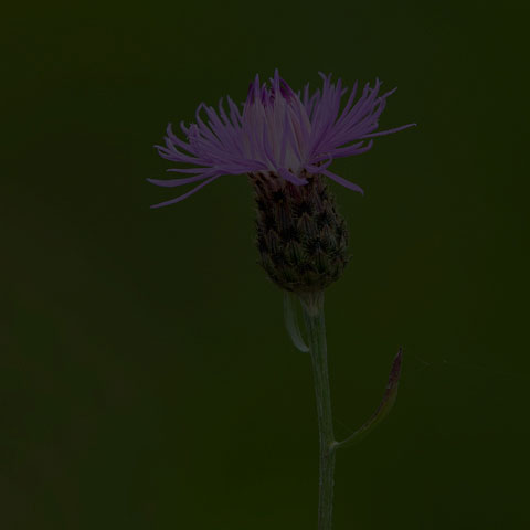 Spotted Knapweed
