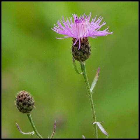 Spotted Knapweed