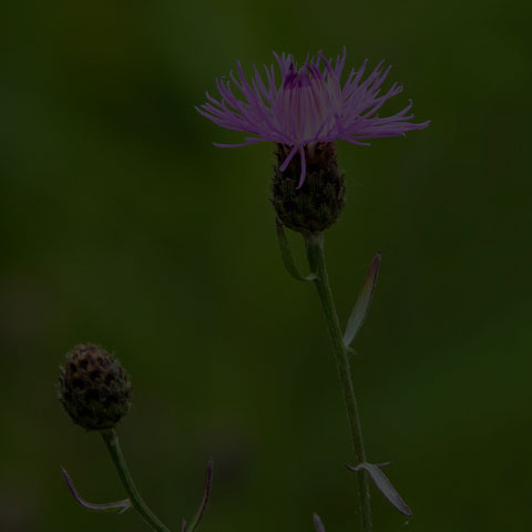 Spotted Knapweed