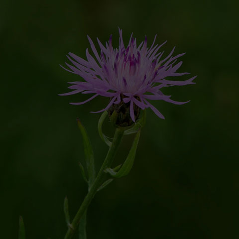 Spotted Knapweed