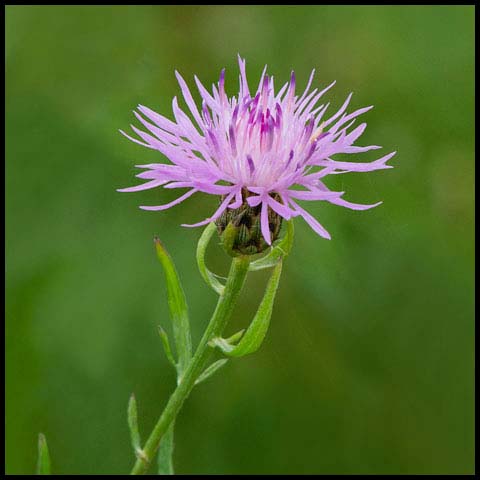 Spotted Knapweed