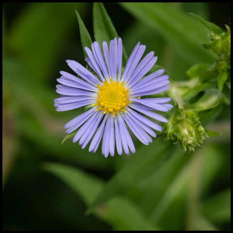 Swamp Aster