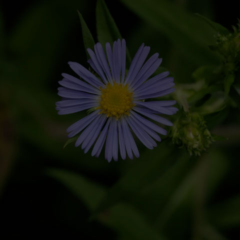 Swamp Aster