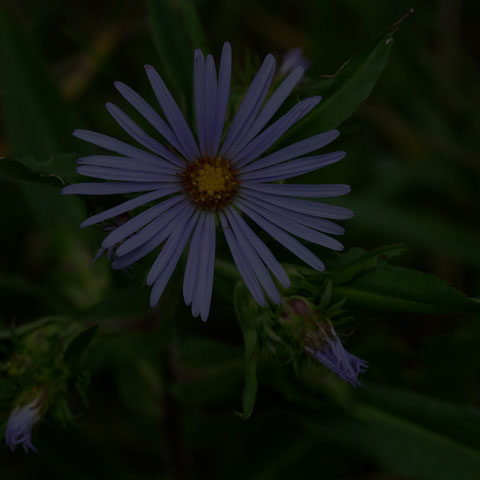 Swamp Aster