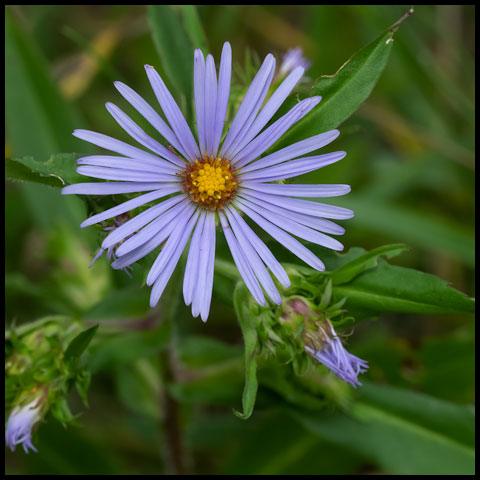 Swamp Aster