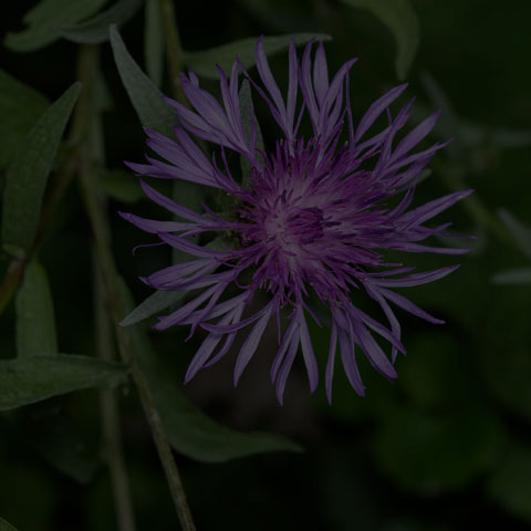 Tyrol Knapweed