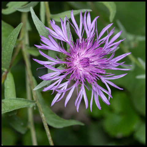 Tyrol Knapweed